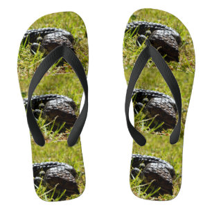 青い舌のつまずくオーストラリアのトカゲ ビーチサンダル