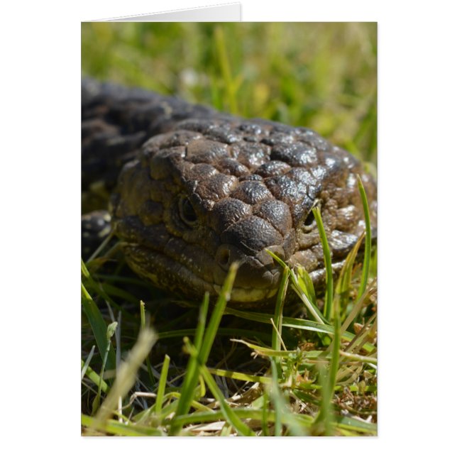 青い舌をトカゲに近づけ (正面)