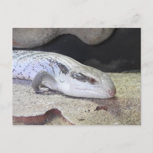 青い舌 ポストカード (正面)