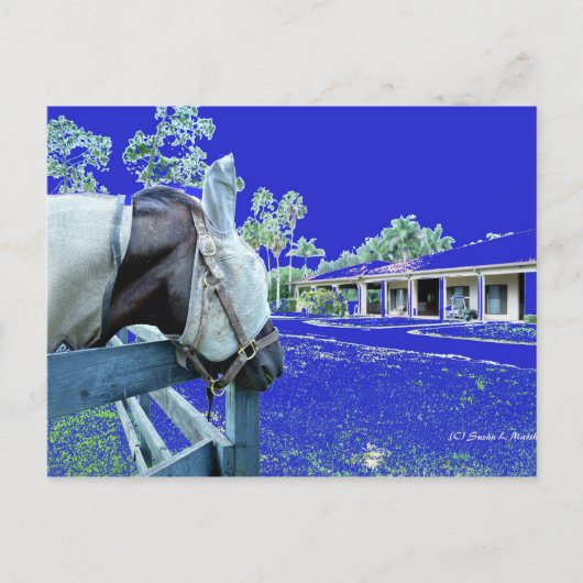 青い色のフェンスに乗った馬の頭 ポストカード (正面)