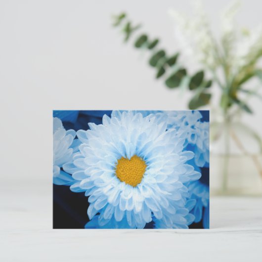 青い色の菊の自然写真ウクライナポー ポストカード (スタンド正面)