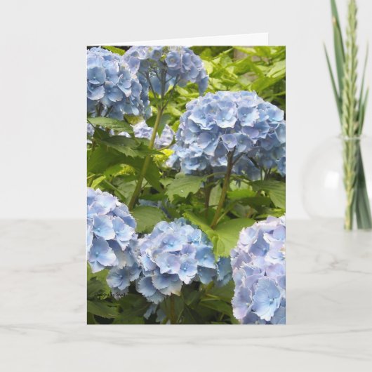 青い色合いの紫陽花 カード (正面)