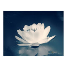 青い色調の蓮の花