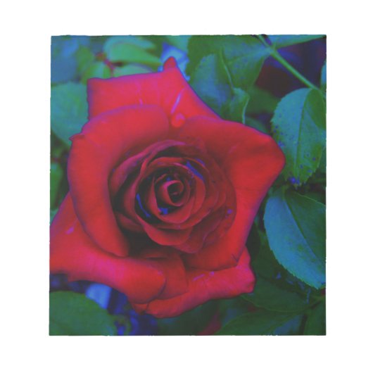 青い色調の赤いバラ ノートパッド (正面)