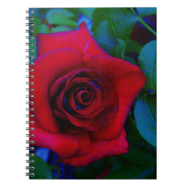 青い色調の赤いバラ ノートブック