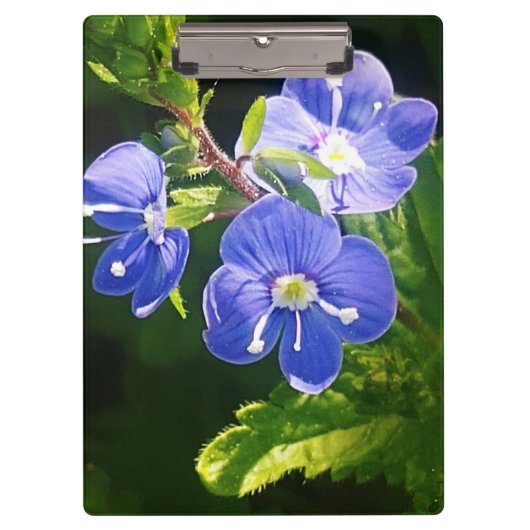 青い花が3つ クリップボード (正面)