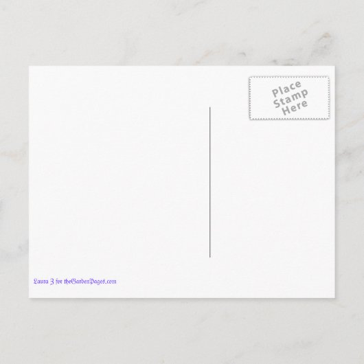 青い花のセージの葉のポストカード ポストカード (裏面)