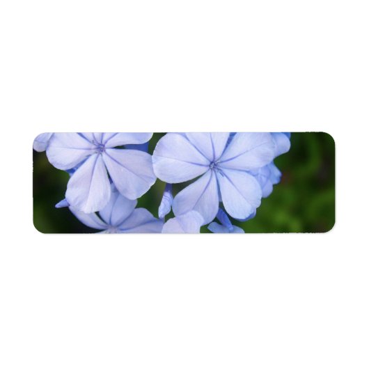 青い花のボケ ラベル (正面)