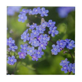 青い花の開花運命平和愛の公園のつる草 タイル
