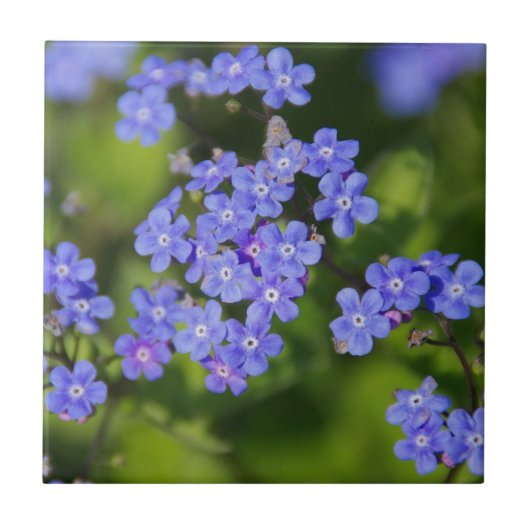 青い花の開花運命平和愛の公園のつる草 タイル (正面)