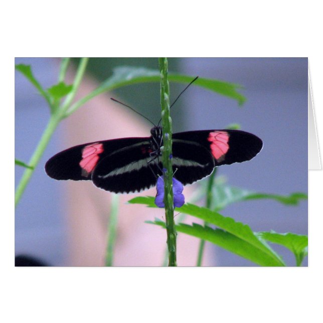 青い花の黒い蝶 (正面横)