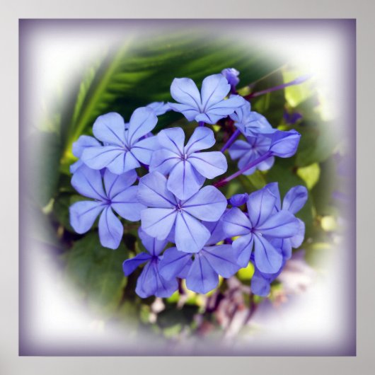 青い花束 ポスター (正面)