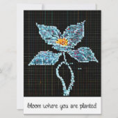 青い花 |ピクモダンセル |植栽開花 (正面)