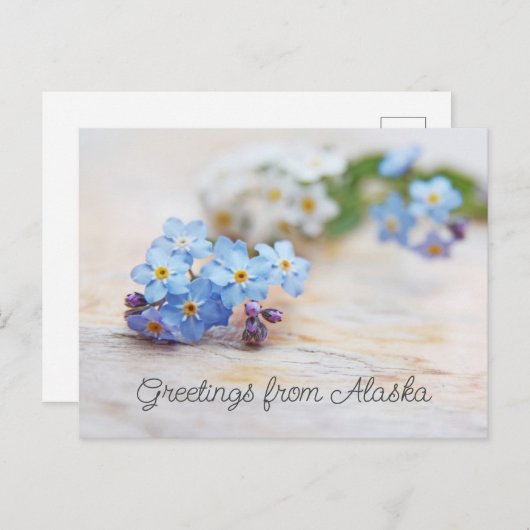 青い花 ワスレナグサ アラスカからのご挨拶 ポストカード (正面/裏面)