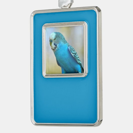 青い芽ガールperchedはがき正方形シールT- シルバープレートフレームオーナメント (左)