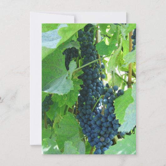 青い葡萄 招待状 (正面)