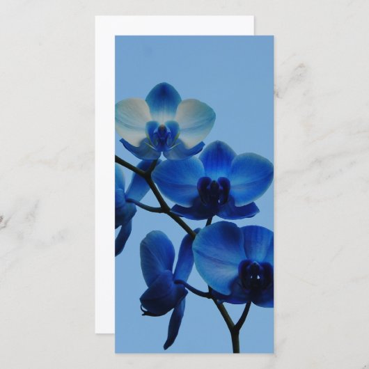 青い蘭 (正面/裏面)