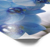 青い蘭 フォトプリント            (角)