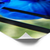 青い蘭 ポスター (コーナー)