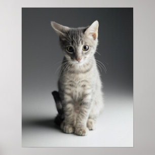 青い虎猫の子ネコ ポスター