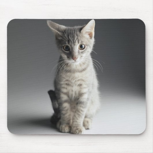 青い虎猫の子ネコ マウスパッド (正面)