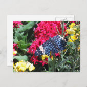 青い蝶郵便はがきのカラフルの花 ポストカード (正面/裏面)