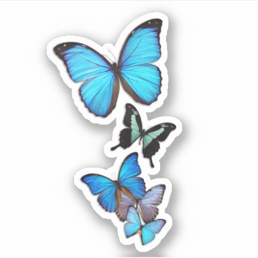 青い蝶 シール (正面)