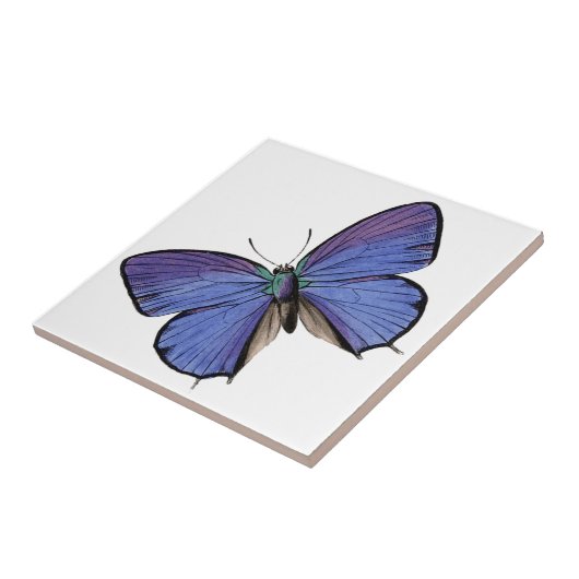 青い蝶 タイル (側面)