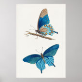 青い蝶 ポスター (正面)