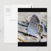 青い蝶 ポストカード (正面/裏面)