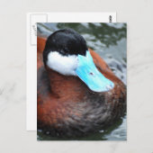 青い請求済みアヒルのポストカード ポストカード (正面/裏面)