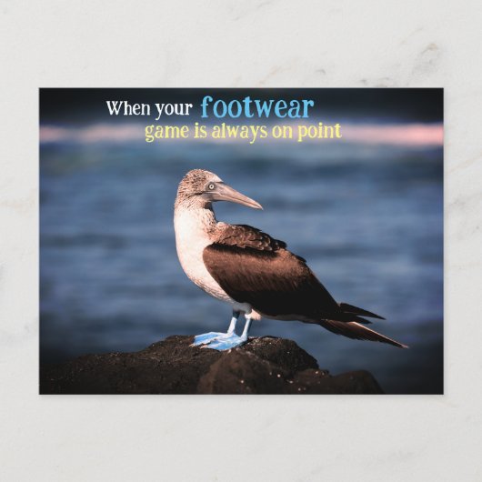 青い足のガネット シーズンポストカード (正面)