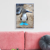 青い足のブービー キャンバスプリント (インサイチュ (リビング))
