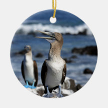 青い足のボビーガラパゴス諸島