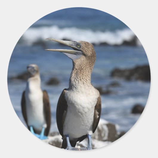 青い足のボビーガラパゴス諸島 ラウンドシール (正面)