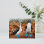 青い足を持つブービー(Sula neboxii) ポストカード (スタンド正面)