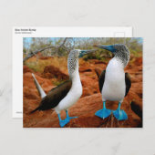 青い足を持つブービー(Sula neboxii) ポストカード (正面/裏面)