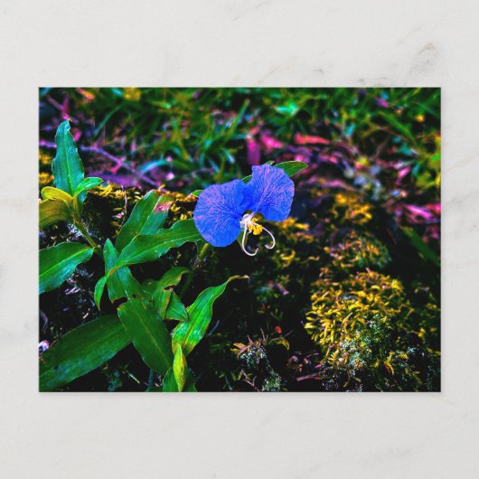 青い野の花と緑の葉のクローズアップ ポストカード (正面)