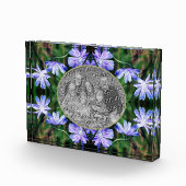 青い野生のチコリーの花のフレームを追加 フォトブロック (右)