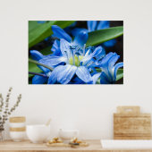 青い降雪花のマクロ ポスター (キッチン)