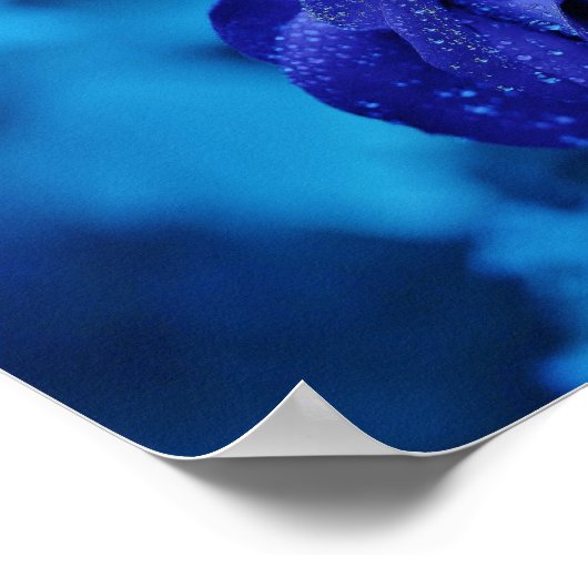 青い霧の中のバラ ポスター (角)