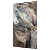 青い頭のアガマ クリップボード (左)