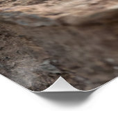 青い頭のアガマ ポスター (コーナー)