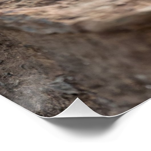 青い頭のアガマ ポスター (コーナー)