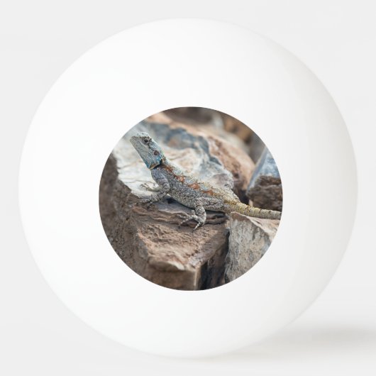 青い頭のアガマ 卓球ボール (裏面)