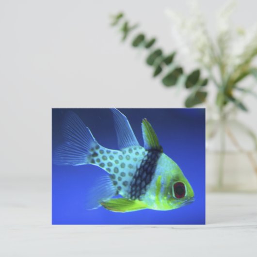 青い魚 ポストカード (スタンド正面)