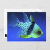 青い魚 ポストカード (正面/裏面)