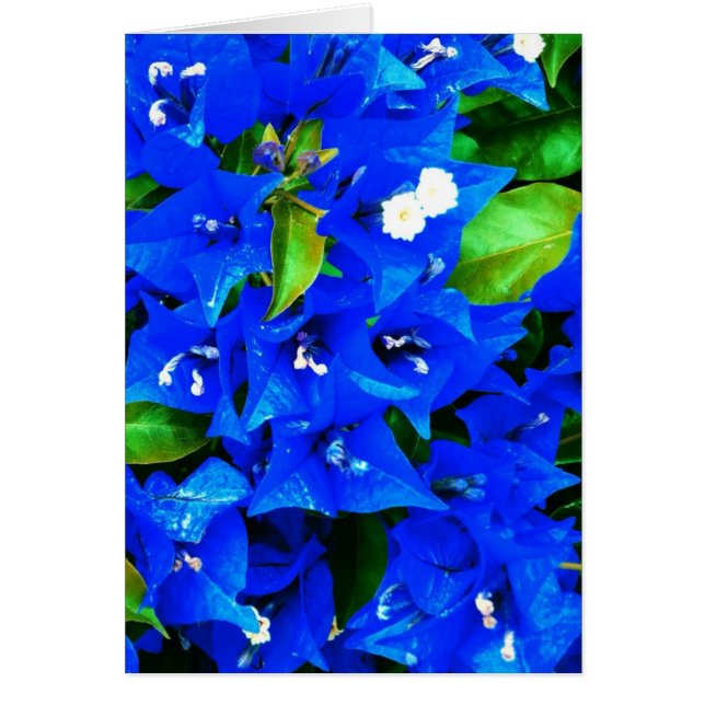 青い鮮やかブーゲンビリアの花 (正面)