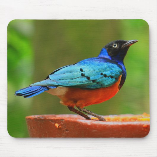 青い鳥のマウスパッド マウスパッド (正面)