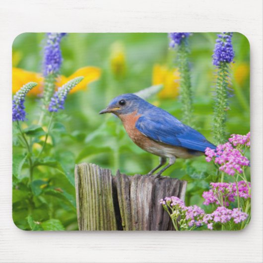 青い鳥の雄が花の庭のフェンスの柱の上にいる マウスパッド (正面)